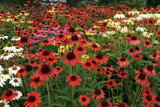Photo courtesy of Bailey Nurseries, Inc.