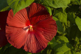 Photo courtesy of Bailey Nurseries, Inc.