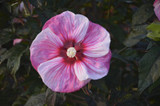 Photo courtesy of Bailey Nurseries, Inc.