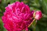 Photo courtesy of Bailey Nurseries, Inc.