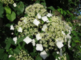 https://commons.wikimedia.org/wiki/File:K%C3%B6ynn%C3%B6shortensia_(Hydrangea_anomala_subsp._petiolaris).jpg