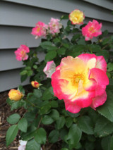 Photo courtesy of Bailey Nurseries, Inc.