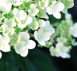 Photo courtesy of Bailey Nurseries, Inc.