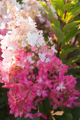 Photo courtesy of Bailey Nurseries, Inc.