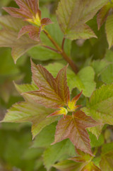 Photo courtesy of Bailey Nurseries, Inc.