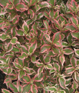 Photo courtesy of Bailey Nurseries, Inc.