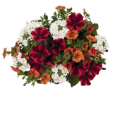 Annual Hanging Basket  Petunia Red, Cail Rainbow orange, Verbena White