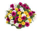 Annual  Hanging Basket Cali Fuchsia, Yellow, White