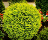 Arborvitae Globe  Golden