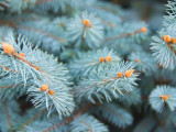 Spruce Colorado Blue