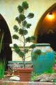 Evergreen Topiary