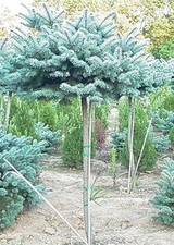 Evergreen Topiary
