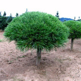 Evergreen Topiary