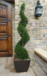 Evergreen Topiary