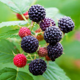 Raspberry Black