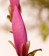 Magnolia Ann Tree