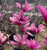 Magnolia Ann Tree