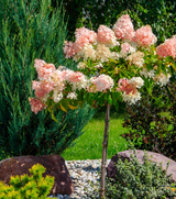 Hydrangea Quick Fire Tree