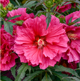 How to care for Perennial Hibiscus In Wisconsin