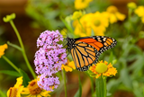 So you want to plant a butterfly garden!