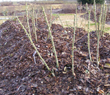 How to Get Your Shrub Roses Ready for Winter in Wisconsin