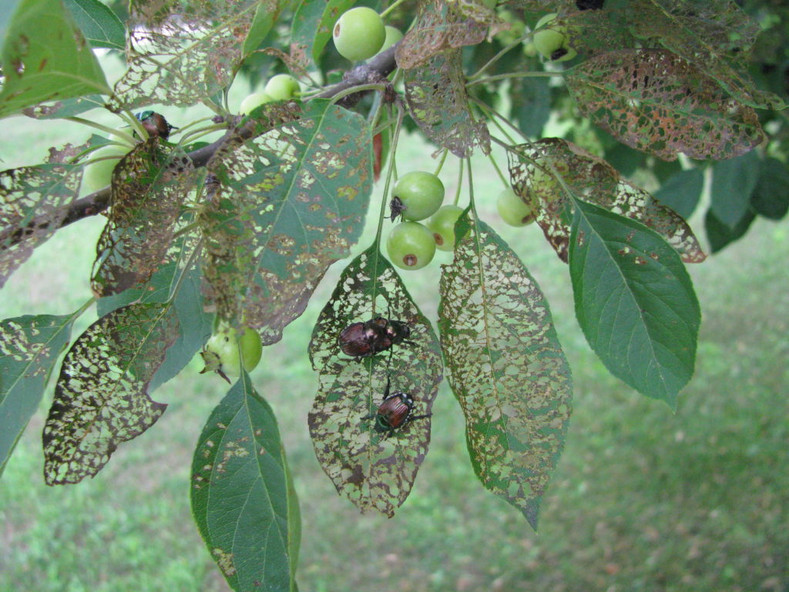 OH NO.....Japanese beetles are back!