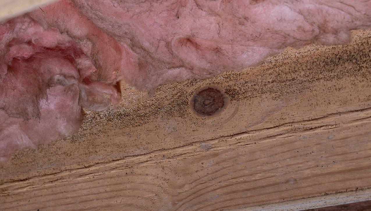 What if I see mold or mildew on the floor joists in my crawl space?