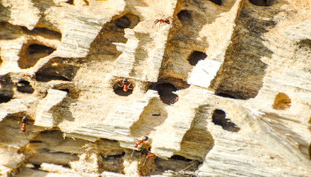 Keep Pests Out Of Your Crawlspace With These Tips