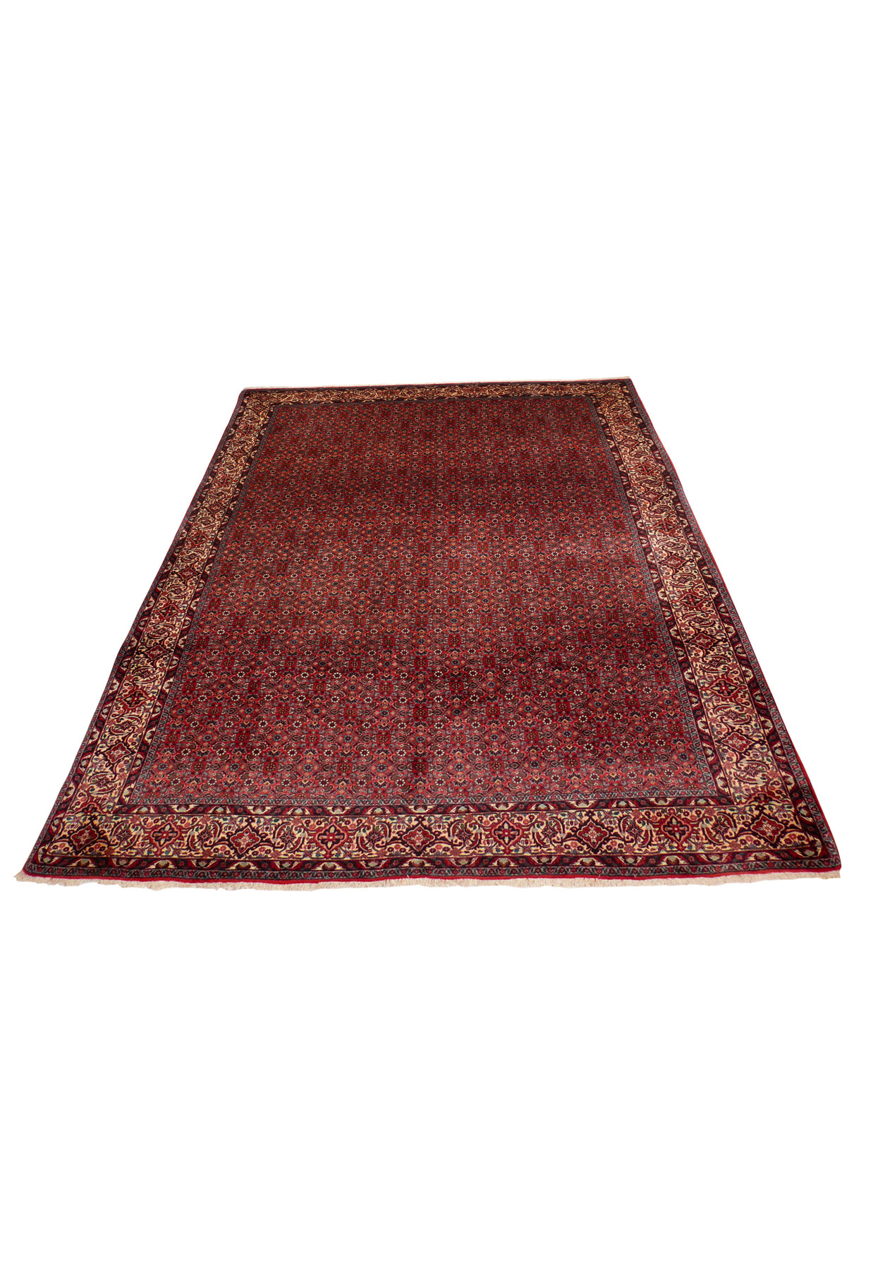 7 x 9 Persian Bijar rug laid flat showing the red allover field and luminous ivory border