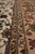 Close detail of the guard stripes and navy and white lines dividing ivory field from tan border
