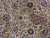 Close-up of blue and rust palmettes, leafy vines and small rosettes on the ivory ground
