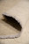 Rolled edge close-up showing plush wool pile depth and neatly overcast side finish