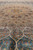 8 x 10 silk rug seen lengthwise, lattice field rising toward the golden sunburst medallion