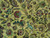 Detail showing green birds, deer and crimson rosettes across the ivory animal-motif Tabriz field
