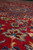 10x15 red Persian wool rug shot low, showing dense knotting, plush pile and sheen