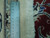 Ruler against the back and fringe showing the tight hand-knotted weave and low pile of this Nain rug