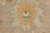 Macro shot of gold and pale blue palmette woven into a soft taupe wool field