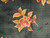 Close-up of pink peony spray and rosette lattice carved into deep green wool pile