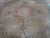 Ivory field covered in all over herati fish motifs surrounding a rose colored medallion