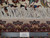 Back of the rug beside a ruler, showing tight knot count and handmade authenticity label