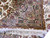 Turned-back corner showing camel main border, guard stripes and hand-tied ivory cotton fringe