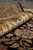 Rolled gold border showing soft wool pile depth against the black floral field