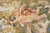 Detail of a flying putto in pale pink and cream against soft olive foliage
