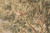 Small bird perched among green leaves, a fine detail of this hand-woven Oriental tapestry