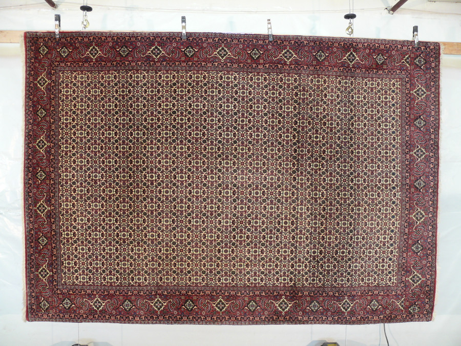 Ivory Bijar rug hanging on display, dense all-over herati pattern framed by a red floral border