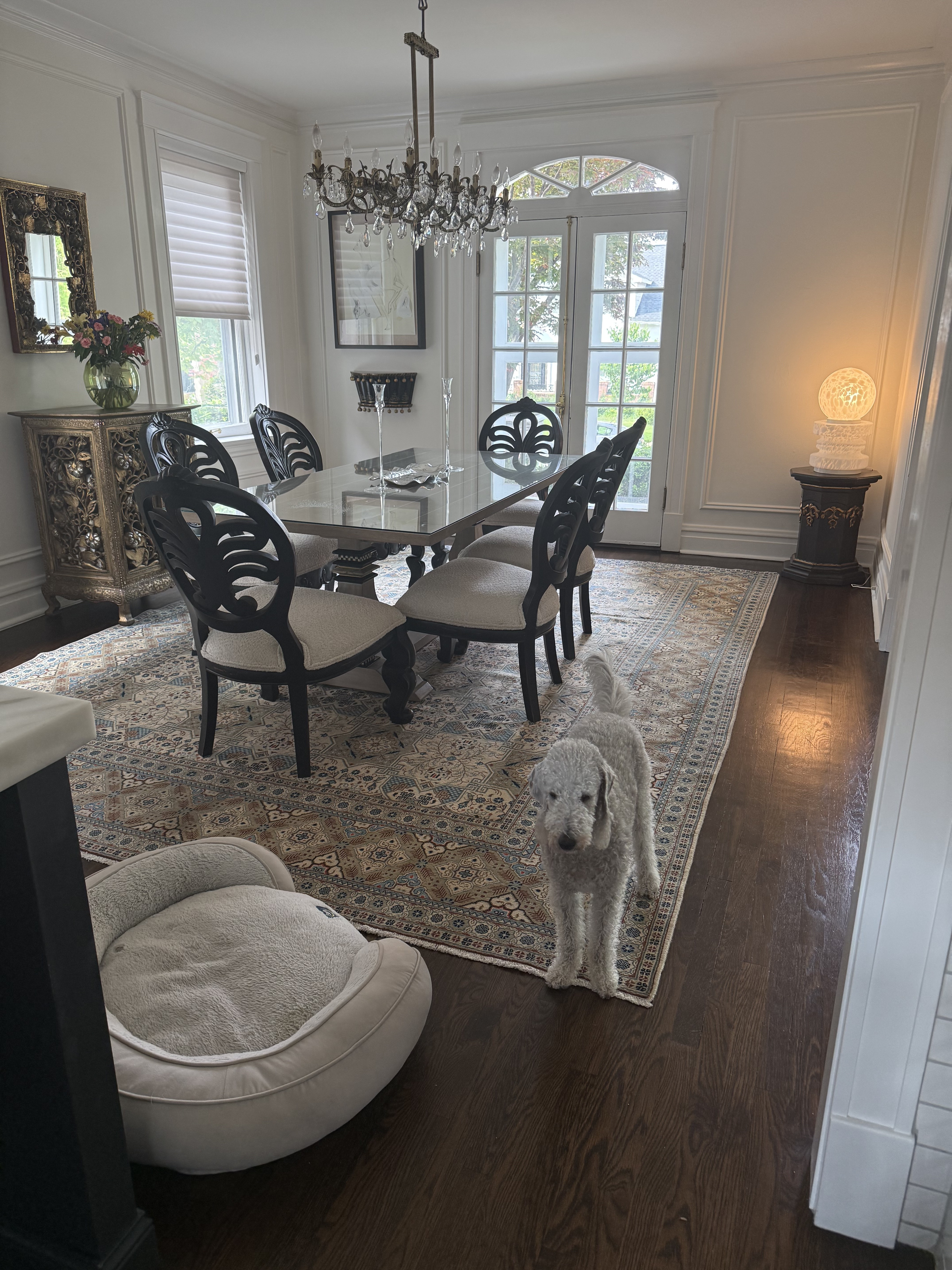 Customer dining room with a Persian Tabriz rug under a glass dining table, chairs fully on the rug, white poodle standing on it