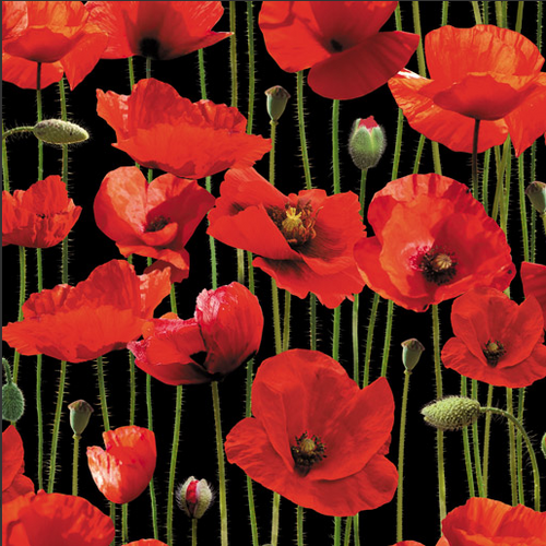 Red Poppy Black 274cm