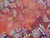 Floragraphix V Sprigs Red 6FGE1