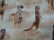 African Safari Meerkats Savannah 0223N