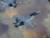 Air-Force Centenary Super Hornet Aircraft Sky   $8/ 1/4   $32/m
